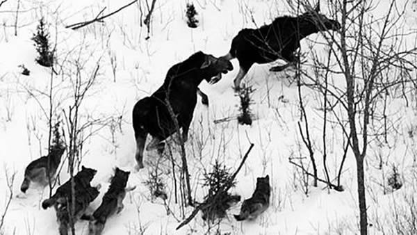 罗亚尔岛新出生幼崽为美国野狼带来希望