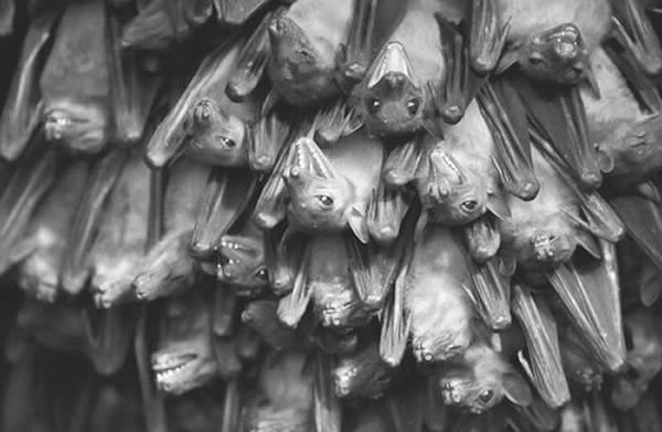 和其他种类蝙蝠一样,埃及果蝠总是成群出现,这可以在一定程度上解释为何它们是埃博拉病毒和一些其他病毒的宿主。