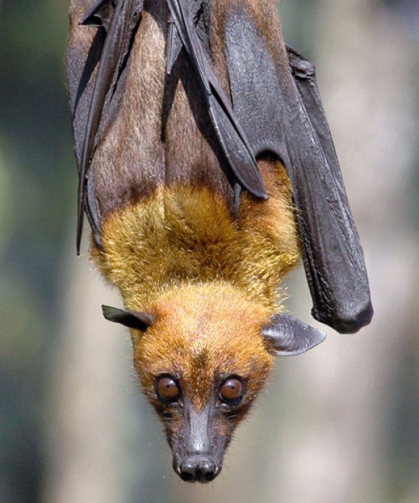 仅在哺乳动物中就可能潜伏着超过32万种未知的病毒