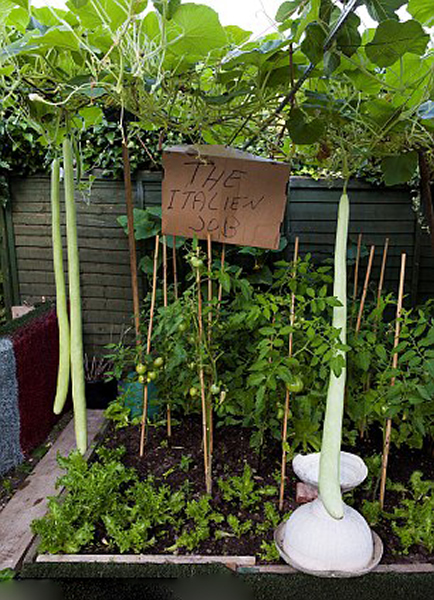 英国老汉种出1.8米长巨型瓠瓜