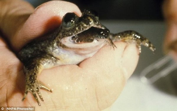 这是澳大利亚灭绝物种胃育蛙,它们已于1983年灭绝消失,目前科学家计划重新复活它们