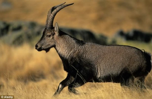 这并不是首次计划复活灭绝物种,4年前,西班牙科学家尝试复活2000年灭绝的比利牛斯野山羊,令人遗憾的是,刚出生的幼仔不久便死亡