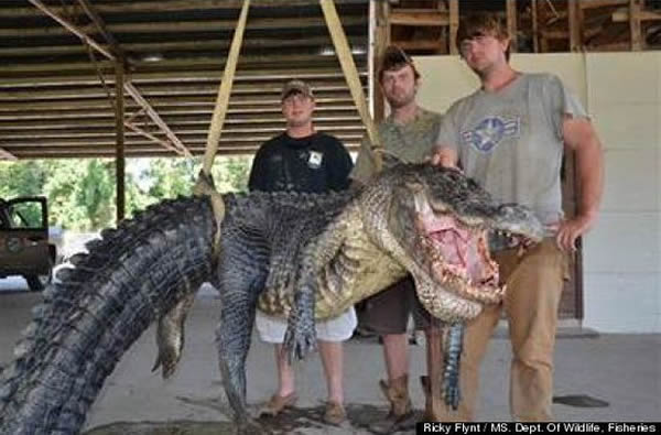 ����С�鲶��ĳ�Լ4�ס���Լ330ǧ�˵Ķ�����