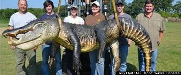 ����С�鲶��ĳ�Լ4�ס���Լ330ǧ�˵Ķ�����