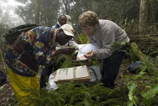 World Checklist of Selected Plant Families 的研究人员收集植物种类
