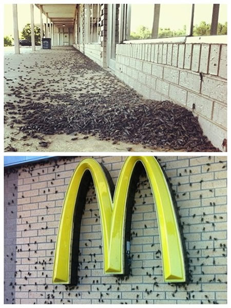 美国俄克拉何马州数十万蟋蟀出没