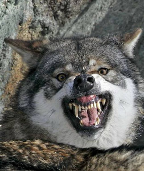 ������˹̹����ͽ�ֶ���Ұ��