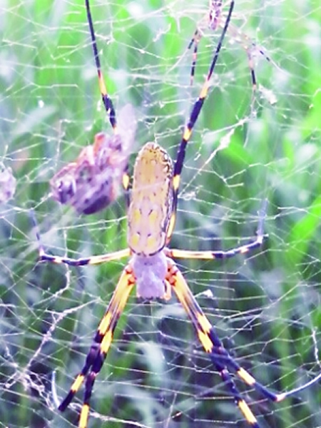 北京房山现巨大蜘蛛--棒络新妇