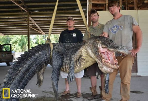 来自密西西比州维克斯堡的达斯汀·博克曼及其狩猎团体在田纳西州克莱本县的大黑河捕获到了这条创纪录的大鳄鱼。它长4.13米，重330公斤，是到目前为止密西西比州捕鳄