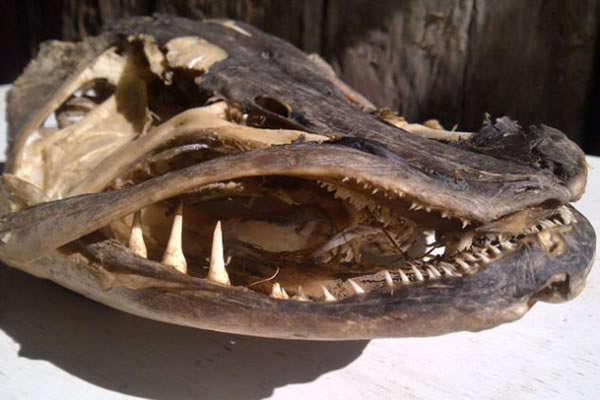 一位农夫在牛津郡查韦尔河的灌木丛中发现一个巨大的梭子鱼头骨,推测这是一条生长20年的北方梭子鱼。钓鱼专家认为它的体重可达到22.7公斤以上