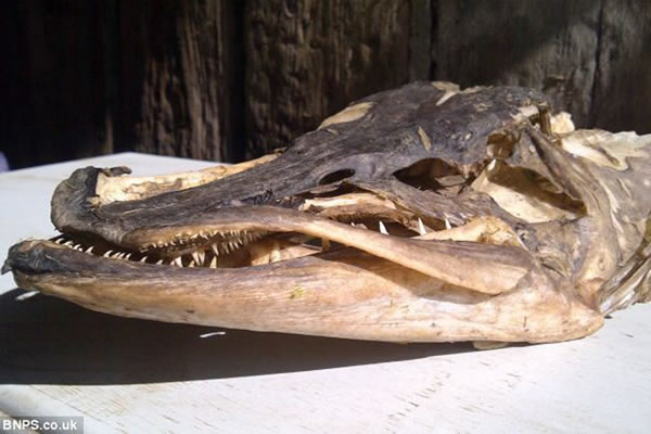 这条梭子鱼头骨长30厘米,长有700颗锋利的牙齿,起初发现者还认为它是一个死鹿头骨