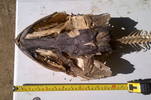 对这条梭子鱼头骨的长度进行测量