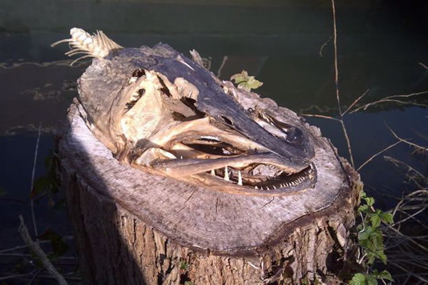 钓鱼专家猜测,这条梭子鱼可能是在洪流中被冲到岸边搁浅而死