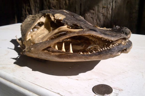 它长着许多倒钩状牙齿,一旦咬到猎物,它们便无法逃脱