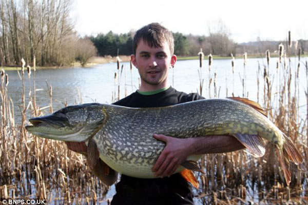 此前英国最大梭子鱼记录为体重20.7公斤,是20岁男子安迪-奥肯恩捕捞到的,世界上最重的梭子鱼是1986年德国男子捕捞到的,体重达到24.9公斤