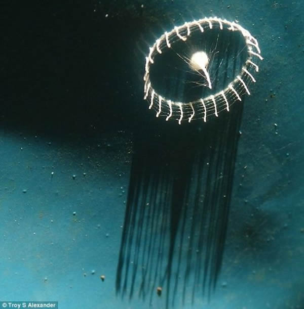 ���о���Ա����ɽ��6����һЩ��ɫ�����·�����Щ�ṹ��������ѧ��һֱ���󲻽⡣