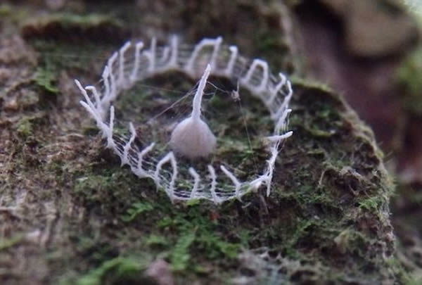 �����Ժ�������Ƭ�������ϣ�Ŀ����Ѱ����Щ���ؽṹ����Դ�ͽ�ʾ��������Ŀ��ϸ�ڡ�����Ϊֹ��û�����ܹ�ʶ�����ǡ�