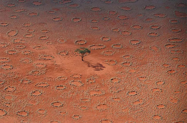 Fairy circles are circular patches of perennial grasses with a barren center tha