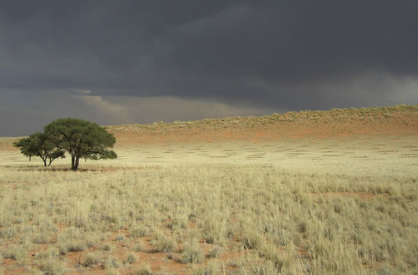Fairy circles close to Jagkop on the NamibRand Nature reserve. These bizarre poc