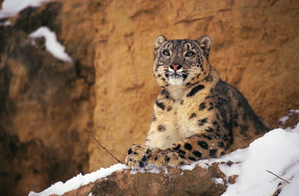Surprising Ally For Snow Leopards: Buddhist Monks
