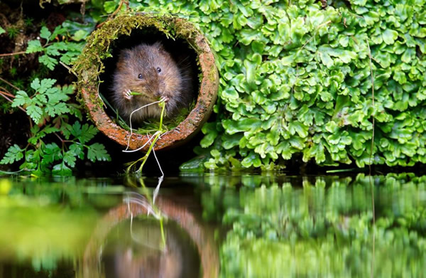 Ӣ��Ұ��������Ӱʦ����ˮ����ʳ��Ƭ