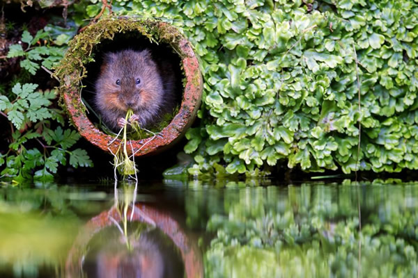 Ӣ��Ұ��������Ӱʦ����ˮ����ʳ��Ƭ