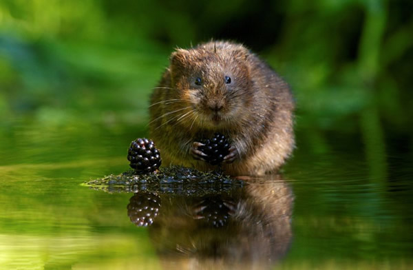 Ӣ��Ұ��������Ӱʦ����ˮ����ʳ��Ƭ