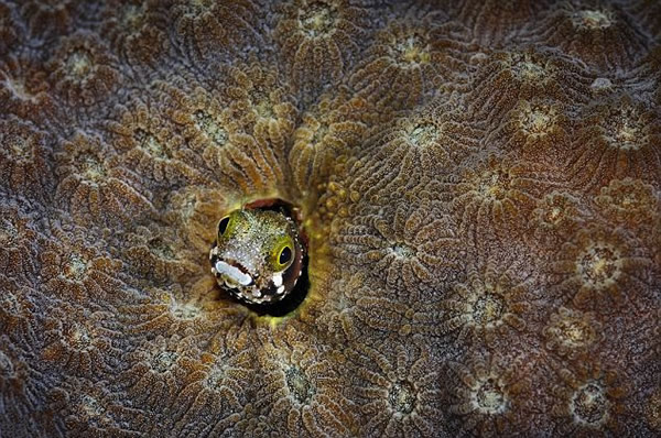 ������Ӱʦ��׽��������ĺ�������Ļ���ͼ��