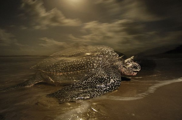 ������Ӱʦ��׽��������ĺ�������Ļ���ͼ��