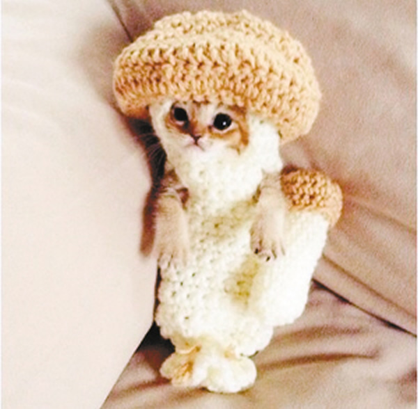 日本小猫咪“山葵酱”穿着蘑菇衣的萌照微博走红