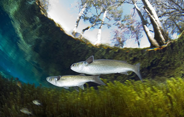 ������ӽ�չ���λ�����