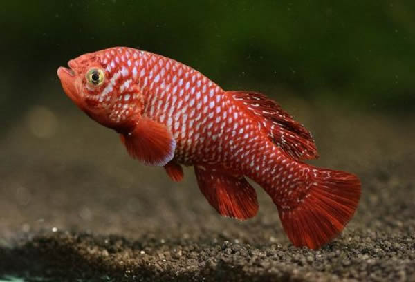 雄性的假鳃鳉。这种体型娇小的非洲鱼类生活在由季节性降雨形成的临时水坑中,因此它们必须以极快的速度生长和繁殖,赶在水坑晒干之前产下鱼卵。