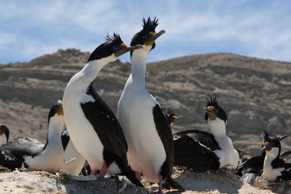 ���������׶ε�һ�Ե������