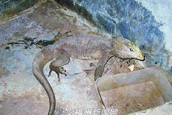 福建闽侯发现孟加拉巨蜥