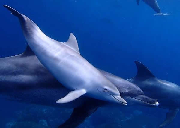 ��ͨҰ���������Ǻ������У������������һ����Ӿ