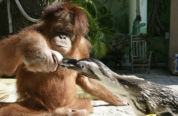 红毛猩猩帮保育员喂企鹅吃鱼