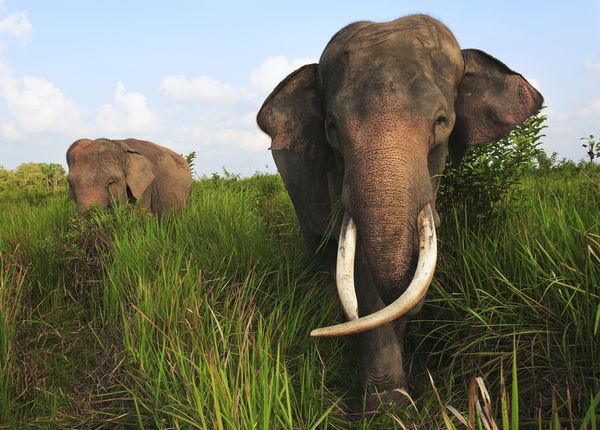 Asian elephants, Way Kambas National Park, Sumatra, INDONESIA