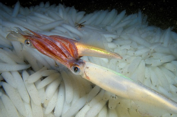 Two common market squid mate off the California coast above hundreds of egg mass