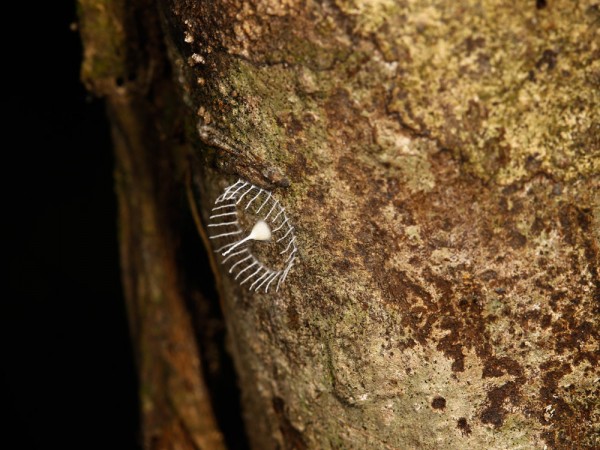 The intricate object is less than an inch long. Photograph courtesy Troy S. Alex
