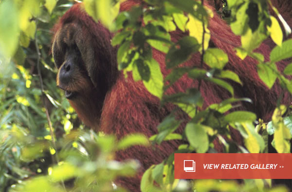 Orangutans Share Trip Plans a Day Before Leaving