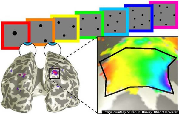 ���Ա���Ĳ�ͬ������ڲ�ͬ�ĵ�����������Ӧ