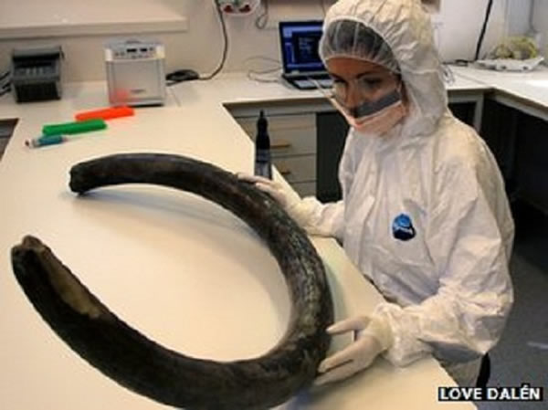 研究人员对300只猛犸象的DNA样本进行分析