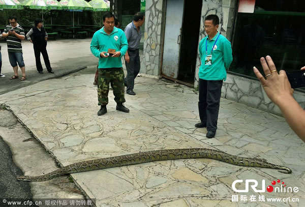 2013年9月11日,贵阳,大蟒蛇全长达3.1米。