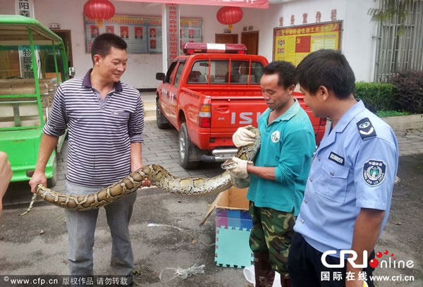2013年9月11日,贵阳,有关专家检查大蟒蛇。