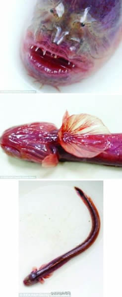 ̫�����̵��ֲ�������Ϻ���㡱