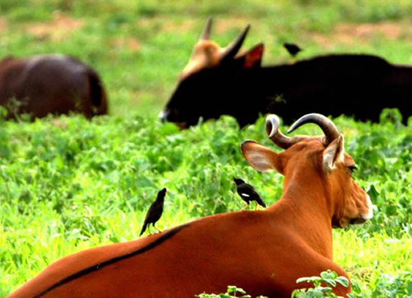 爪哇野牛(前景)