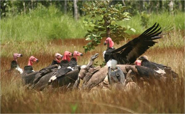 极度濒危的黑秃鹫