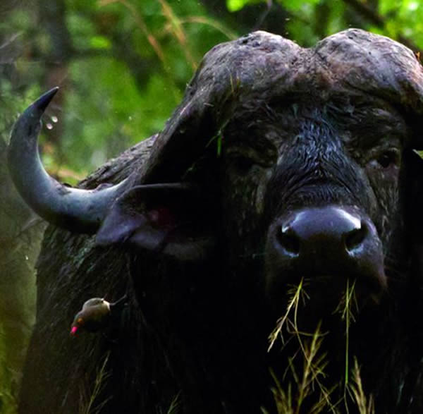 野水牛