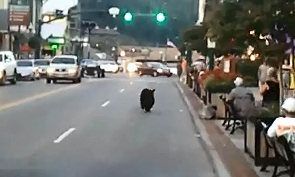 ����һͷ�������̴��������ɢ����Χ��