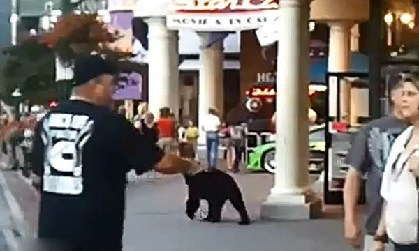 ����һͷ�������̴��������ɢ����Χ��